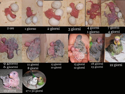PROPOSTA ARTICOLO